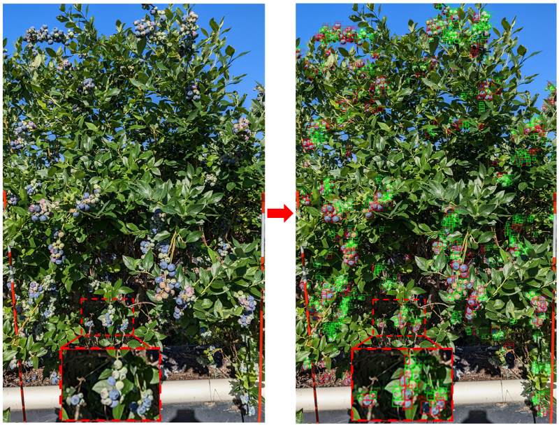 Blueberry Yield Prediction